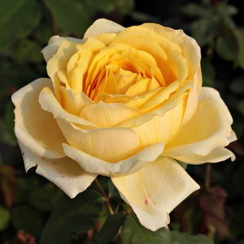 E-commerce, vendita, rose, in, vaso rose ibridi di tea - giallo - Rosa Venusic™ - rosa dal profumo discreto - Georges Delbard, Andre Chabert - È un fiore reciso con un profumo discreto.
